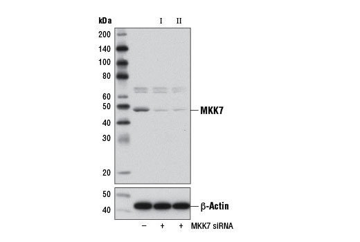  Image 1: SignalSilence® MKK7 siRNA I (Mouse Specific)