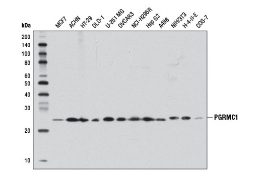 Western Blotting Image 1: PGRMC1 Antibody