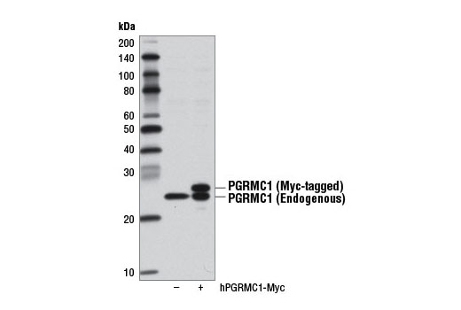 Western Blotting Image 2: PGRMC1 Antibody