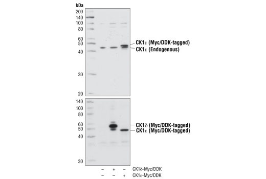 Western Blotting Image 1: CK1ε Antibody
