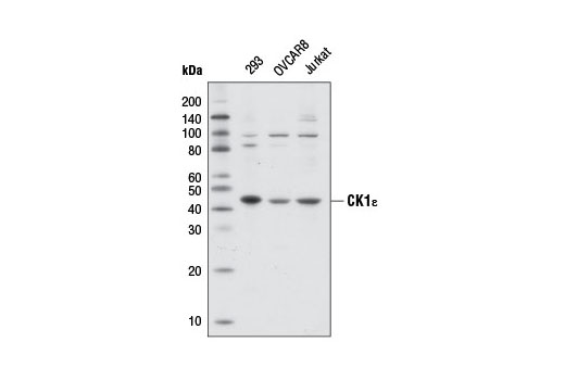 Western Blotting Image 2: CK1ε Antibody