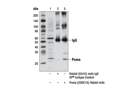 Immunoprecipitation Image 1: Puma (D30C10) Rabbit mAb