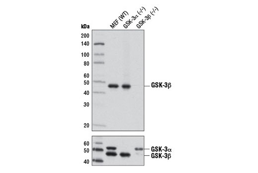  Image 1: PhosphoPlus® GSK-3β (Ser9) Antibody Duet