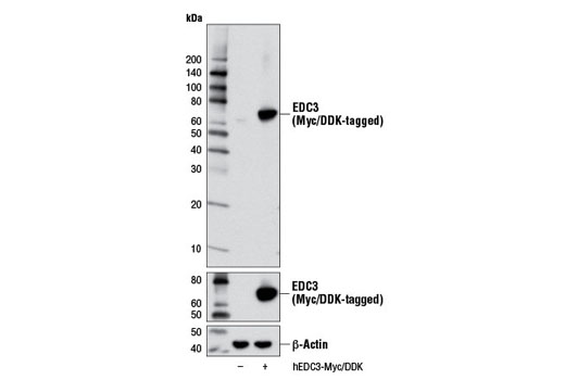 Western Blotting Image 2: EDC3 Antibody