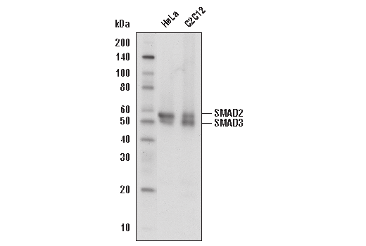 Western Blotting Image 1: SMAD2/3 (D7G7) XP® Rabbit mAb (Biotinylated)