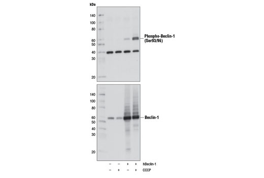 Western Blotting Image 1: Phospho-Beclin-1 (Ser93/96) Antibody