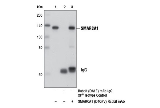 Immunoprecipitation Image 1: SMARCA1 (D4Q7V) Rabbit mAb