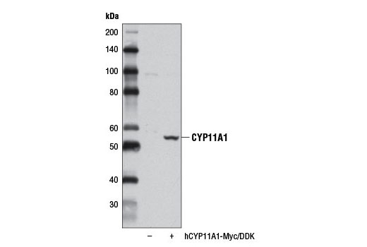 Western Blotting Image 2: CYP11A1 Antibody