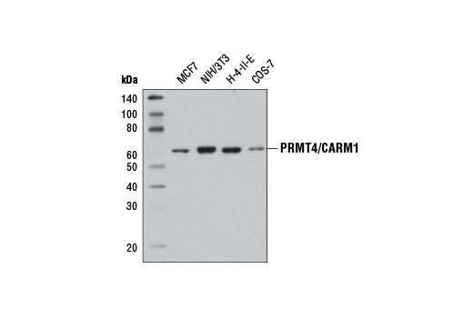 Western Blotting Image 1: PRMT4/CARM1 (3H2) Mouse mAb