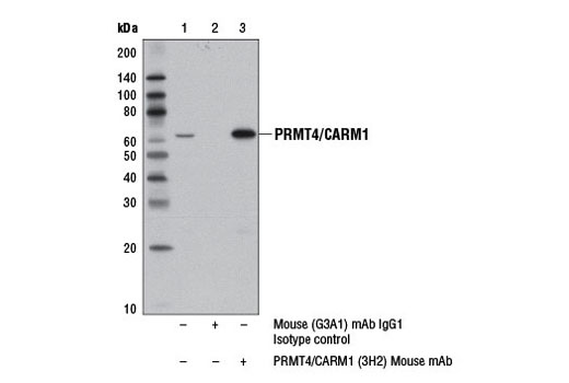 Immunoprecipitation Image 1: PRMT4/CARM1 (3H2) Mouse mAb