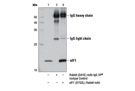 Immunoprecipitation Image 1: eIF1 (D7G3L) Rabbit mAb
