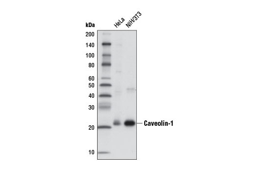 Western Blotting Image 1: Caveolin-1 (D46G3) XP® Rabbit mAb (HRP Conjugate)