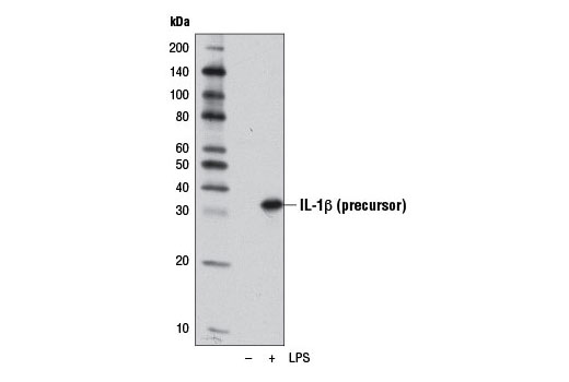 Western Blotting Image 1: IL-1β (D3H1Z) Rabbit mAb (Mouse Specific)