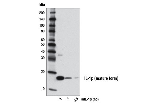 Western Blotting Image 2: IL-1β (D3H1Z) Rabbit mAb (Mouse Specific)
