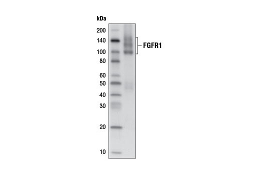 Western Blotting Image 1: FGF Receptor 1 (D8E4) XP® Rabbit mAb (Biotinylated)