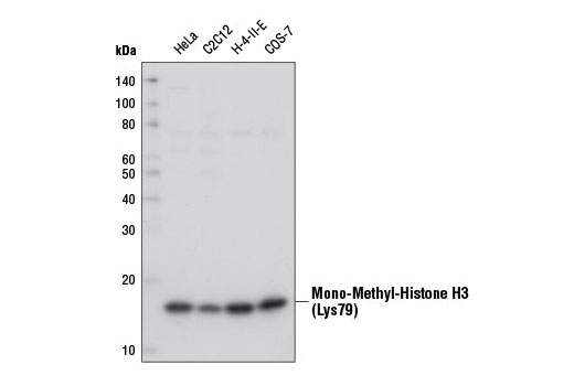 Western Blotting Image 1: Mono-Methyl-Histone H3 (Lys79) (D5X1S) Rabbit mAb