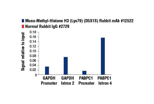 Chromatin Immunoprecipitation Image 3: Mono-Methyl-Histone H3 (Lys79) (D5X1S) Rabbit mAb