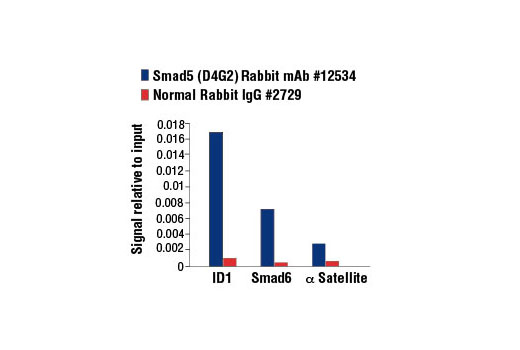  Image 13: Smad 1/5/9 Antibody Sampler Kit