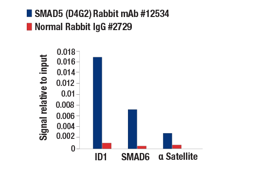 Chromatin Immunoprecipitation Image 1: SMAD5 (D4G2) Rabbit mAb