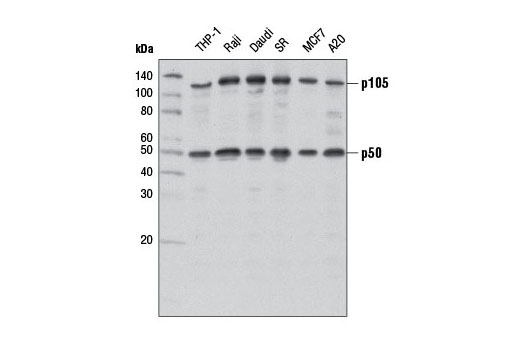  Image 4: NF-κB Family Member Antibody Sampler Kit