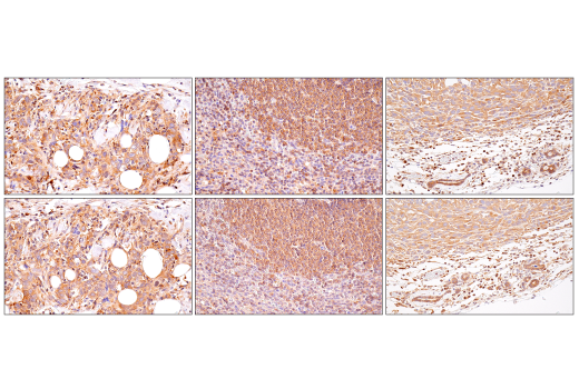 Immunohistochemistry Image 5: NF-κB1 p105/p50 (D7H5M) Rabbit mAb (BSA and Azide Free)