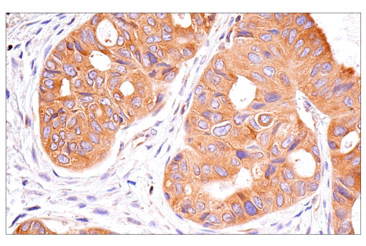 Immunohistochemistry Image 1: NF-κB1 p105/p50 (D7H5M) Rabbit mAb (BSA and Azide Free)