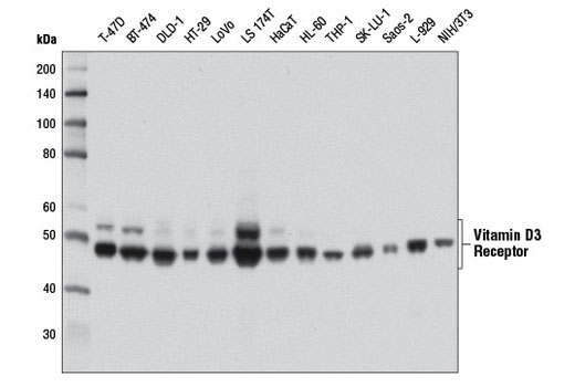 Western Blotting Image 1: Vitamin D3 Receptor (D2K6W) Rabbit mAb