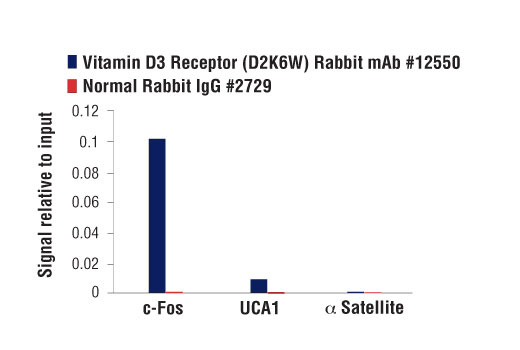 Chromatin Immunoprecipitation Image 3: Vitamin D3 Receptor (D2K6W) Rabbit mAb