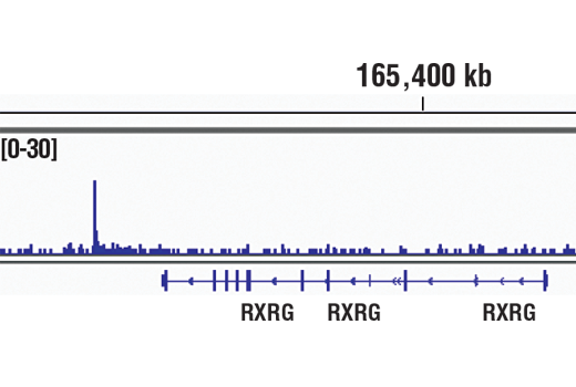 Chromatin Immunoprecipitation Image 1: RUNX2 (D1L7F) Rabbit mAb