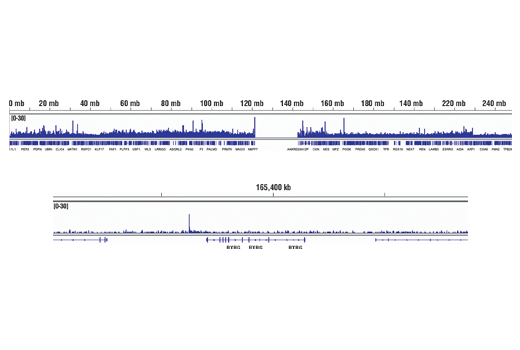 Chromatin Immunoprecipitation Image 2: RUNX2 (D1L7F) Rabbit mAb