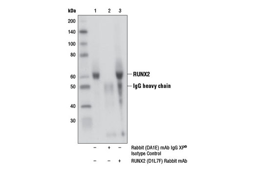 Immunoprecipitation Image 1: RUNX2 (D1L7F) Rabbit mAb