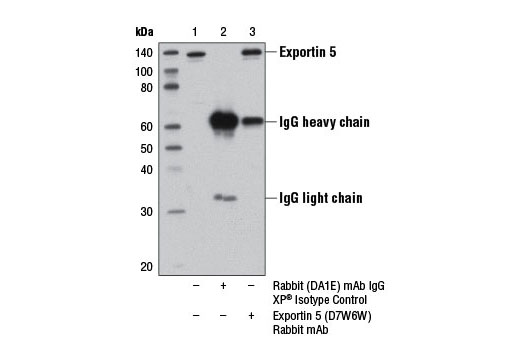 Immunoprecipitation Image 1: Exportin 5 (D7W6W) Rabbit mAb