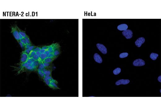 Immunofluorescence Image 1: LIN28A (D1A1A) XP® Rabbit mAb (Alexa Fluor® 488 Conjugate)