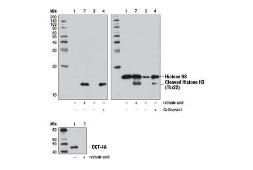 Western Blotting Image 1: Cleaved Histone H3 (Thr22) (D7J2K) Rabbit mAb