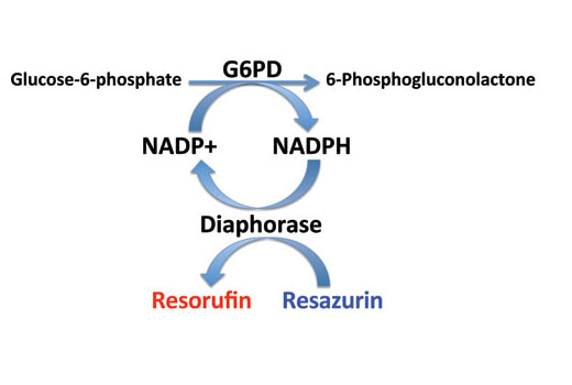  Image 1: Glucose-6-Phosphate Dehydrogenase (G6PD) Activity Assay Kit