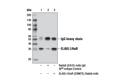 Immunoprecipitation Image 1: ELAVL1/HuR (D9W7E) Rabbit mAb