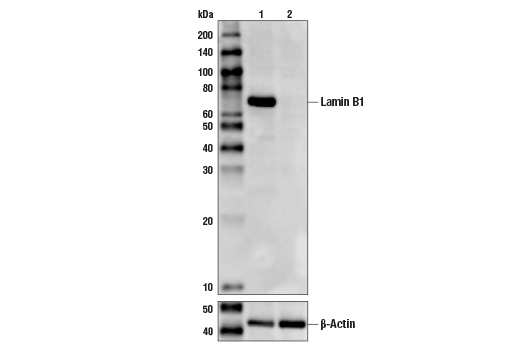  Image 4: Effector Caspases and Substrates Antibody Sampler Kit