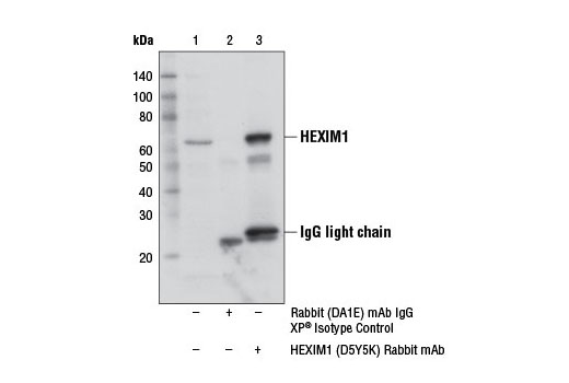 Immunoprecipitation Image 1: HEXIM1 (D5Y5K) Rabbit mAb