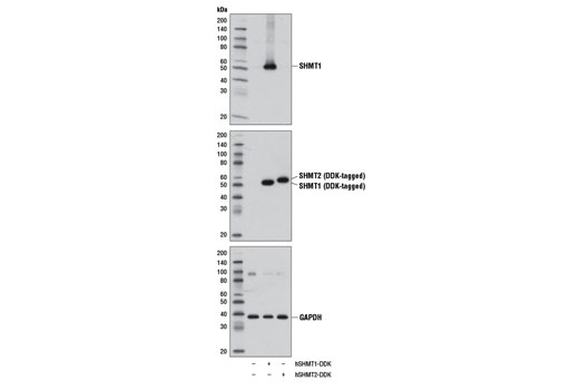 Western Blotting Image 2: SHMT1 Antibody