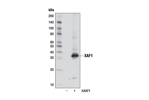 Western Blotting Image 1: XAF1 Antibody
