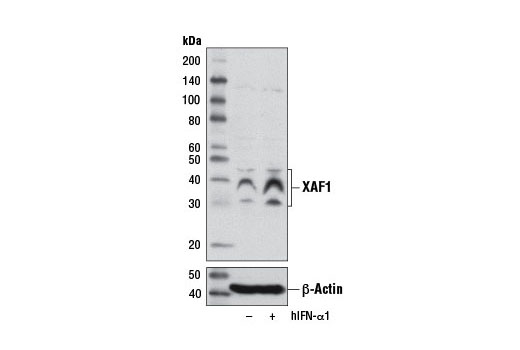 Western Blotting Image 2: XAF1 Antibody