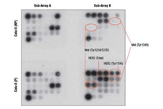  Image 3: PathScan® EGFR Signaling Antibody Array Kit (Chemiluminescent Readout)