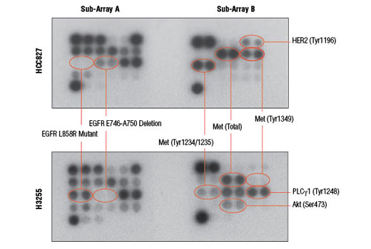  Image 4: PathScan® EGFR Signaling Antibody Array Kit (Chemiluminescent Readout)