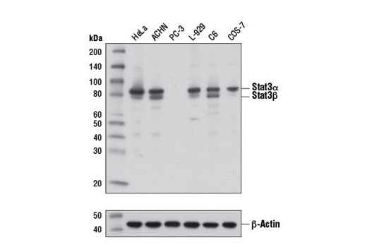  Image 1: PhosphoPlus® Stat3 (Tyr705) Antibody Duet