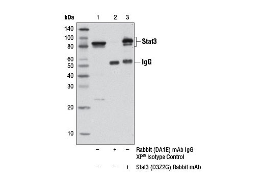  Image 3: PhosphoPlus® Stat3 (Tyr705) Antibody Duet