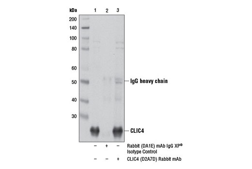 Immunoprecipitation Image 1: CLIC4 (D2A7D) Rabbit mAb