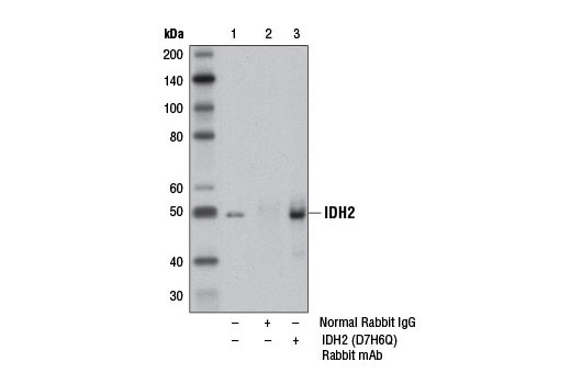 Immunoprecipitation Image 1: IDH2 (D7H6Q) Rabbit mAb