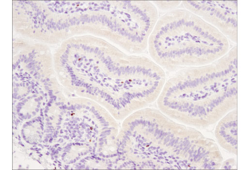  Image 26: Mouse Immune Cell Phenotyping IHC Antibody Sampler Kit