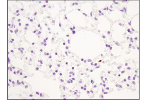  Image 34: Mouse Immune Cell Phenotyping IHC Antibody Sampler Kit