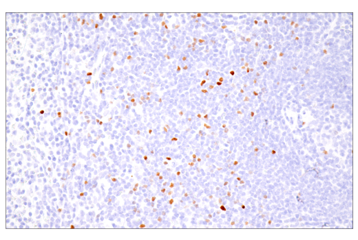  Image 1: Mouse Immune Cell Phenotyping IHC Antibody Sampler Kit